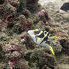 Picture taken during the dive