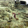 Picture taken during the dive