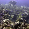 Picture taken during the dive