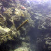 Picture taken during the dive
