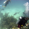 Picture taken during the dive
