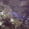 Picture taken during the dive