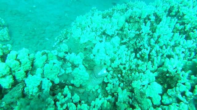 Diving in United States, Maui, Hi - By Mike T.