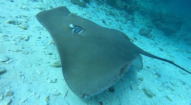 Euro-Divers Kurumba Village - Dive Center