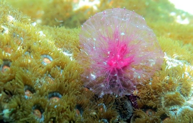 Diving in Thailand, Pattaya - By Artic