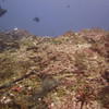 Picture taken during the dive