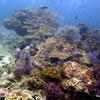 Picture taken during the dive