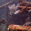 Picture taken during the dive