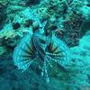 Picture taken during the dive