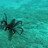 Picture taken during the dive
