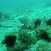 Picture taken during the dive