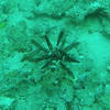 Picture taken during the dive
