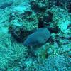 Picture taken during the dive