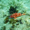 Picture taken during the dive