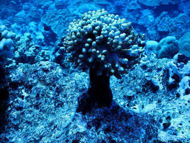 Pacific Divers - Dive Center in Cook Islands