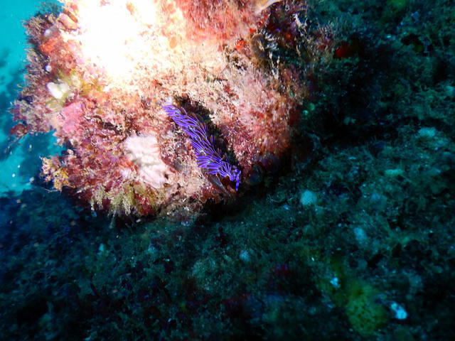 Pro Dive Manly - Dive Center in Australia