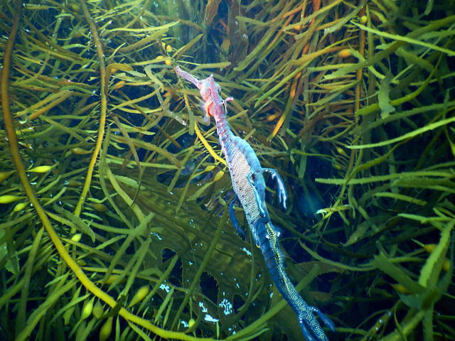 Eaglehawk Dive Centre - Dive Center in Australia