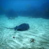 Picture taken during the dive