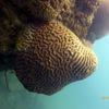 Picture taken during the dive