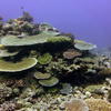 Picture taken during the dive