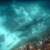Picture taken during the dive