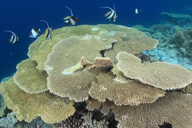 Diving in Maldives, Dhigurah Channel - By Mikel Hendriks