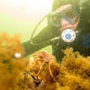 Picture taken during the dive