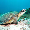 Picture taken during the dive
