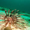 Picture taken during the dive