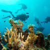 Picture taken during the dive
