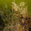 Picture taken during the dive