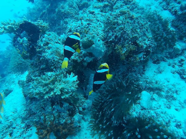 Eurodivers Maldives - Dive Center in Maldives