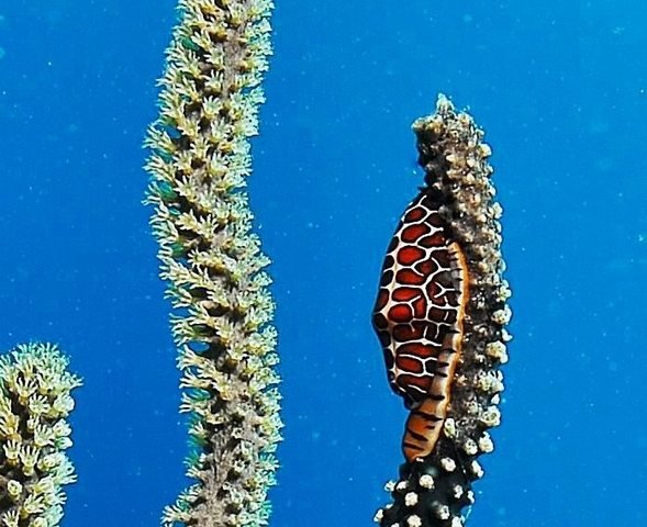 Divi Dive Bonaire - Dive Center in Netherlands