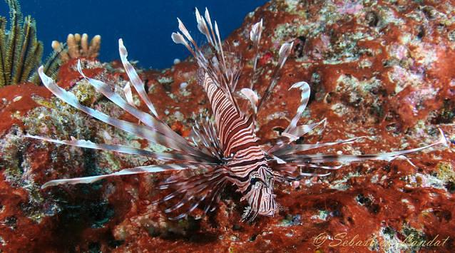 Spirit Of Freedom Pty Ltd - Dive Center