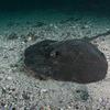 Picture taken during the dive
