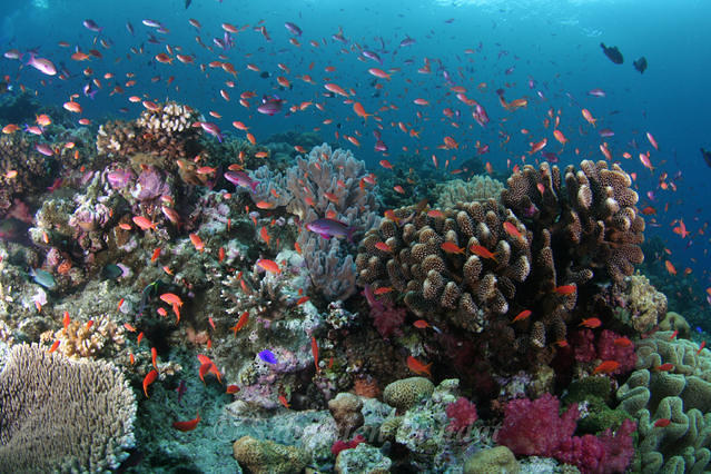 Diving in Fiji, Viti Levu - By Sebdive