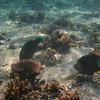 Picture taken during the dive