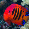Picture taken during the dive