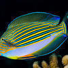 Picture taken during the dive