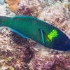 Picture taken during the dive