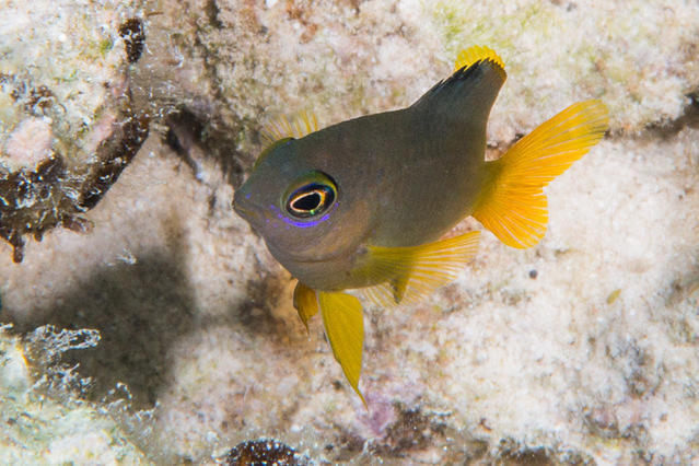 Eleuthera Plongee Tahiti - Dive Center in French Polynesia