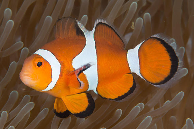 Prana - Dive Center in Philippines