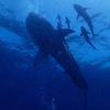 Picture taken during the dive