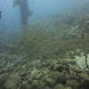 Picture taken during the dive