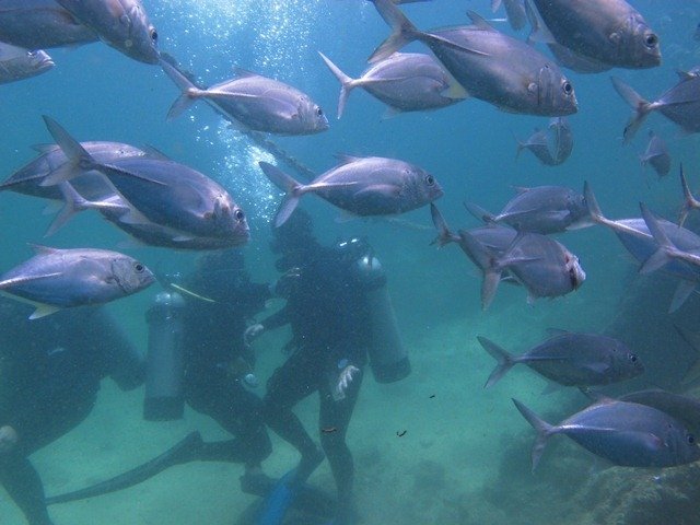 Vallarta Adventures - Dive Center