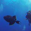Picture taken during the dive