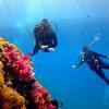 Picture taken during the dive