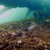 Picture taken during the dive