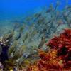Picture taken during the dive