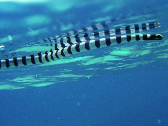 Diving in Strathdickie, Australia - By Jenni Green